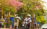Ngắm phố phường Hà Nội đẹp lạ khi cây mỹ nhân độc đáo nở rộ
