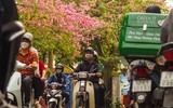 Ngắm phố phường Hà Nội đẹp lạ khi cây mỹ nhân độc đáo nở rộ