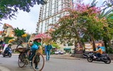 Ngắm phố phường Hà Nội đẹp lạ khi cây mỹ nhân độc đáo nở rộ