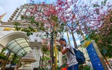 Ngắm phố phường Hà Nội đẹp lạ khi cây mỹ nhân độc đáo nở rộ