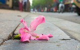 Ngắm phố phường Hà Nội đẹp lạ khi cây mỹ nhân độc đáo nở rộ