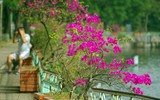 Đẹp ngỡ ngàng mùa hoa giấy nở rộ đầu đông bên hồ Trúc Bạch