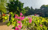 Đẹp ngỡ ngàng mùa hoa giấy nở rộ đầu đông bên hồ Trúc Bạch