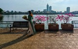Đẹp ngỡ ngàng mùa hoa giấy nở rộ đầu đông bên hồ Trúc Bạch