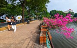 Đẹp ngỡ ngàng mùa hoa giấy nở rộ đầu đông bên hồ Trúc Bạch