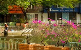 Đẹp ngỡ ngàng mùa hoa giấy nở rộ đầu đông bên hồ Trúc Bạch