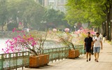 Đẹp ngỡ ngàng mùa hoa giấy nở rộ đầu đông bên hồ Trúc Bạch