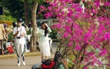 Đẹp ngỡ ngàng mùa hoa giấy nở rộ đầu đông bên hồ Trúc Bạch