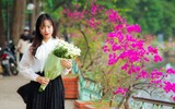 Đẹp ngỡ ngàng mùa hoa giấy nở rộ đầu đông bên hồ Trúc Bạch
