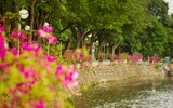 Đẹp ngỡ ngàng mùa hoa giấy nở rộ đầu đông bên hồ Trúc Bạch