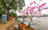 Đẹp ngỡ ngàng mùa hoa giấy nở rộ đầu đông bên hồ Trúc Bạch