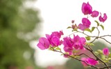 Đẹp ngỡ ngàng mùa hoa giấy nở rộ đầu đông bên hồ Trúc Bạch