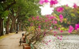Đẹp ngỡ ngàng mùa hoa giấy nở rộ đầu đông bên hồ Trúc Bạch