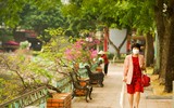 Đẹp ngỡ ngàng mùa hoa giấy nở rộ đầu đông bên hồ Trúc Bạch