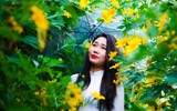Cảnh đẹp như tranh của vườn hoa dã quỳ ngay giữa lòng Hà Nội 