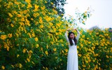 Cảnh đẹp như tranh của vườn hoa dã quỳ ngay giữa lòng Hà Nội 