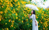 Cảnh đẹp như tranh của vườn hoa dã quỳ ngay giữa lòng Hà Nội 