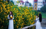 Cảnh đẹp như tranh của vườn hoa dã quỳ ngay giữa lòng Hà Nội 