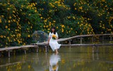 Cảnh đẹp như tranh của vườn hoa dã quỳ ngay giữa lòng Hà Nội 