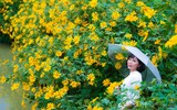 Cảnh đẹp như tranh của vườn hoa dã quỳ ngay giữa lòng Hà Nội 