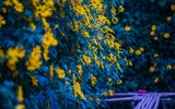 Cảnh đẹp như tranh của vườn hoa dã quỳ ngay giữa lòng Hà Nội 
