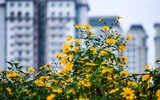Cảnh đẹp như tranh của vườn hoa dã quỳ ngay giữa lòng Hà Nội 
