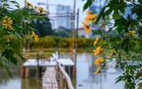 Cảnh đẹp như tranh của vườn hoa dã quỳ ngay giữa lòng Hà Nội 