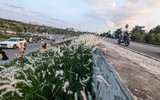 Ngắm triền đê cỏ lau trắng muốt tuyệt đẹp bên sông Hồng lúc chiều tà