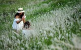 Ngắm triền đê cỏ lau trắng muốt tuyệt đẹp bên sông Hồng lúc chiều tà