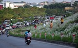 Ngắm triền đê cỏ lau trắng muốt tuyệt đẹp bên sông Hồng lúc chiều tà