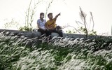 Ngắm triền đê cỏ lau trắng muốt tuyệt đẹp bên sông Hồng lúc chiều tà