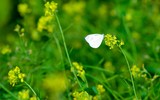 Ngắm cánh đồng hoa cải vàng tuyệt đẹp bên sông ngoại thành Hà Nội