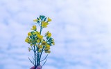 Ngắm cánh đồng hoa cải vàng tuyệt đẹp bên sông ngoại thành Hà Nội