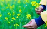 Ngắm cánh đồng hoa cải vàng tuyệt đẹp bên sông ngoại thành Hà Nội