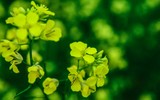 Ngắm cánh đồng hoa cải vàng tuyệt đẹp bên sông ngoại thành Hà Nội