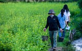 Ngắm cánh đồng hoa cải vàng tuyệt đẹp bên sông ngoại thành Hà Nội