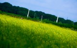 Ngắm cánh đồng hoa cải vàng tuyệt đẹp bên sông ngoại thành Hà Nội