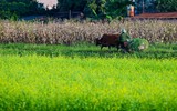 Ngắm cánh đồng hoa cải vàng tuyệt đẹp bên sông ngoại thành Hà Nội