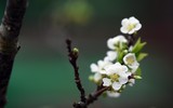 Ngắm hoa rừng tiền triệu mang tết sớm xuống phố Hà Nội