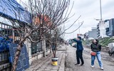 Ngắm hoa rừng tiền triệu mang tết sớm xuống phố Hà Nội