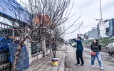 Ngắm hoa rừng tiền triệu mang tết sớm xuống phố Hà Nội