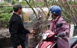 Ngắm hoa rừng tiền triệu mang tết sớm xuống phố Hà Nội