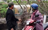 Ngắm hoa rừng tiền triệu mang tết sớm xuống phố Hà Nội
