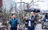 Ngắm hoa rừng tiền triệu mang tết sớm xuống phố Hà Nội