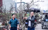 Ngắm hoa rừng tiền triệu mang tết sớm xuống phố Hà Nội