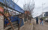 Ngắm hoa rừng tiền triệu mang tết sớm xuống phố Hà Nội