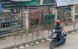 Ngắm hoa rừng tiền triệu mang tết sớm xuống phố Hà Nội