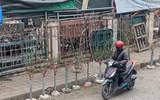 Ngắm hoa rừng tiền triệu mang tết sớm xuống phố Hà Nội