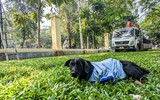 Hà Nội: Tháo dỡ hàng rào sắt công viên Thống Nhất sau 60 năm hoạt động