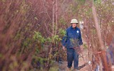 Nhìn từ flycam những vườn đào ven sông Hồng chờ ngày ra hoa đón Tết Quý Mão